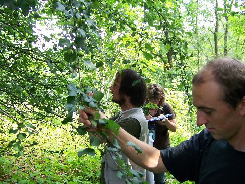 Begutachtung eines Wildapfel-baums